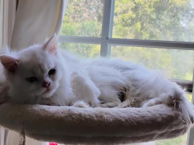 White Persian - Persian - Gallery Photo #1