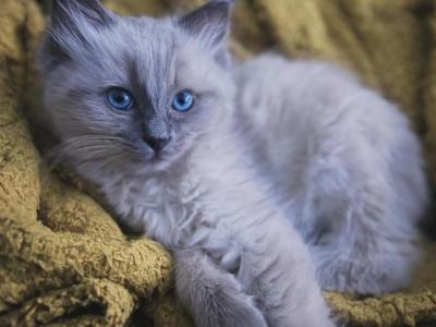 Sammy - Ragdoll - Gallery Photo #1