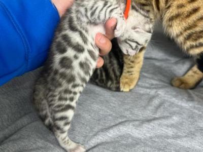 Silver Female Bengal Kitten - Bengal - Gallery Photo #1