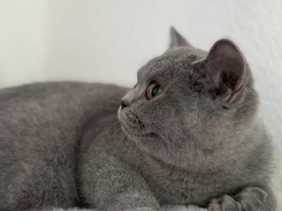 Iris - British Shorthair - Gallery Photo #1