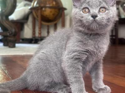 Brittany - British Shorthair - Gallery Photo #1