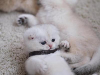 Coco - Scottish Fold - Gallery Photo #1