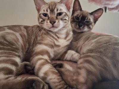 Dandelion - Bengal - Gallery Photo #1