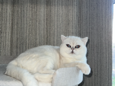 British Shorthair Male - British Shorthair - Gallery Photo #1