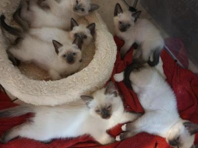 Siamese Kittens - Siamese - Gallery Photo #1