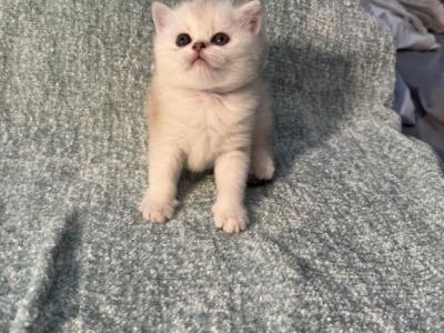 Olivia - Scottish Fold - Gallery Photo #1