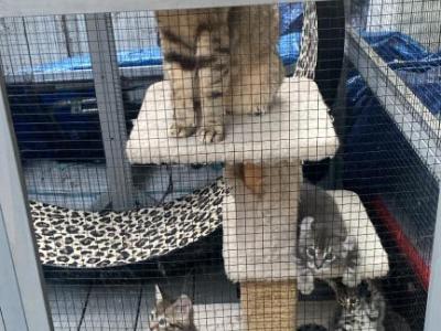 Savannah Kittens - Savannah - Gallery Photo #1