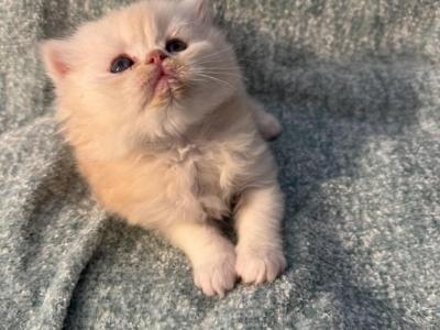 Poppy Kittens - Scottish Straight - Gallery Photo #1