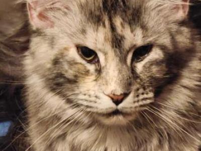 Ash - Maine Coon - Gallery Photo #1