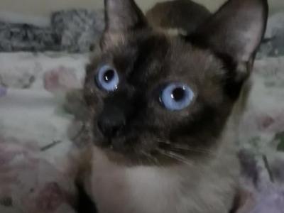 Miracle - Siamese - Gallery Photo #1