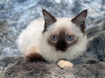 Ragdoll Males - Ragdoll - Gallery Photo #1