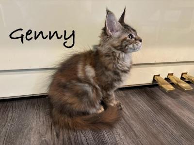 Genny - Maine Coon - Gallery Photo #1