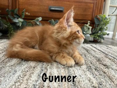 Gunner - Maine Coon - Gallery Photo #1