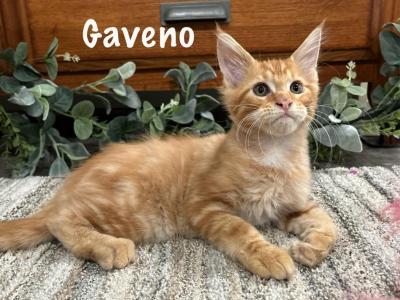 Gaveno - Maine Coon - Gallery Photo #1