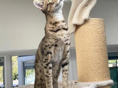 Zeus - Savannah - Gallery Photo #1