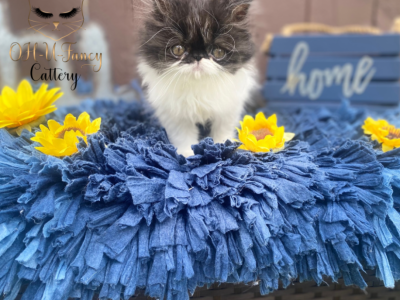 Coco&Louie - Persian - Gallery Photo #1