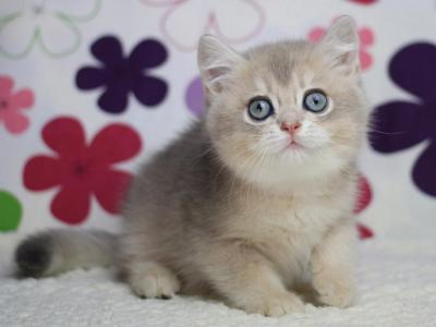 Pooh British Shorthair Male - British Shorthair - Gallery Photo #1