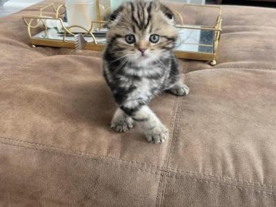 Sparky - Scottish Fold - Gallery Photo #1