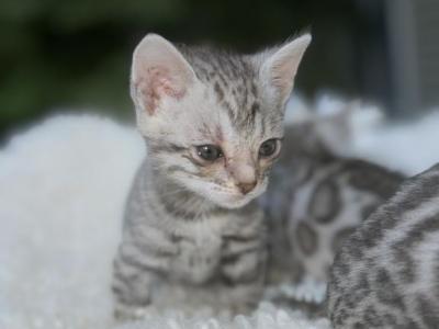 Flower SILVER KITTENS - Bengal - Gallery Photo #1