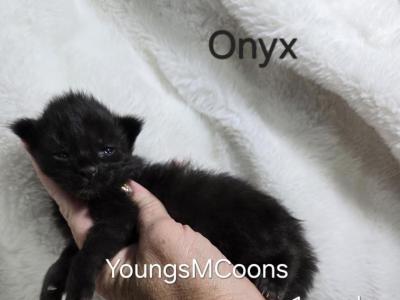 Onyx - Maine Coon - Gallery Photo #1