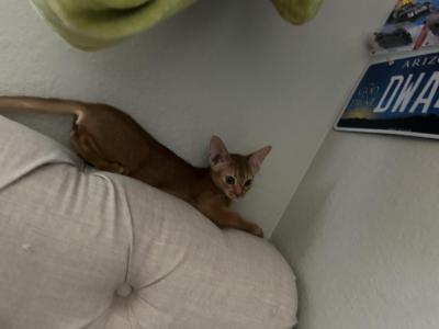 Mika - Abyssinian - Gallery Photo #1