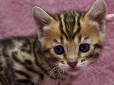 Kitties - Bengal - Gallery Photo #1