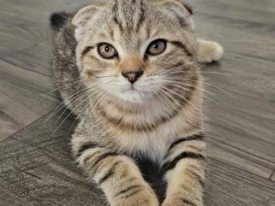 Tabby Scottish Fold Boy - Scottish Fold - Gallery Photo #1