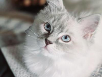 Poco Mitted Blue Lynx - Ragdoll - Gallery Photo #1