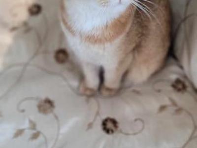 Leo - Scottish Fold - Gallery Photo #1