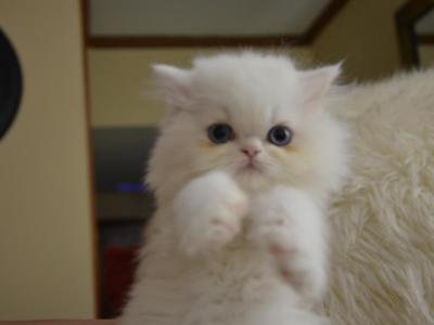 Himalayan Kittens - Himalayan - Gallery Photo #1