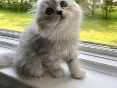 Philya - Scottish Fold - Gallery Photo #1