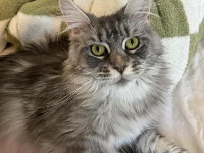 Kiyoko - Maine Coon - Gallery Photo #1