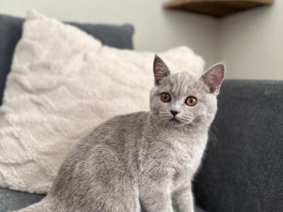 BSH Female In LILAC - British Shorthair - Gallery Photo #1