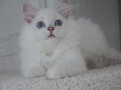 BLUE EYES Scottish Staright Elisei - Scottish Fold - Gallery Photo #1