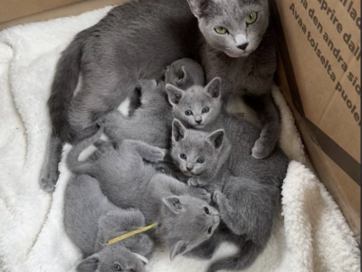 My Russsian Blue Kittens - Russian Blue - Gallery Photo #1