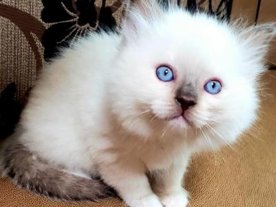 Females And Males RAGDOLL - Ragdoll - Gallery Photo #1