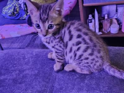 Harleys Beautiful Babies - Bengal - Gallery Photo #1