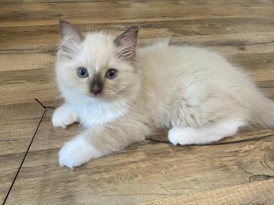 Baby Boy - Ragdoll - Gallery Photo #1