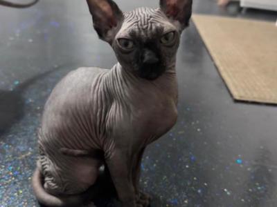 CatLuvCattery - Sphynx - Gallery Photo #1