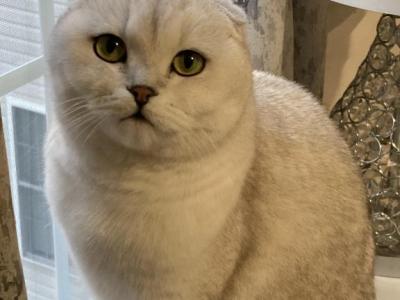 Marla - Scottish Fold - Gallery Photo #1