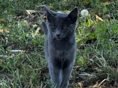 Ivy - Russian Blue - Gallery Photo #1