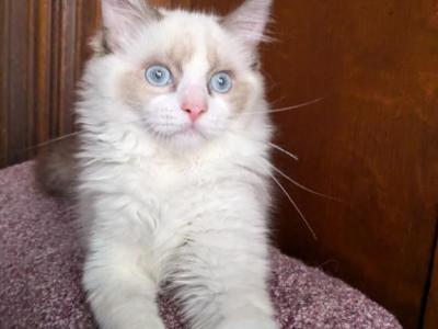 TICA Bicolor Ragdoll Kitten Male - Ragdoll - Gallery Photo #1