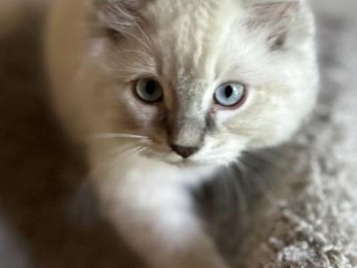 Oliver - Ragdoll - Gallery Photo #1