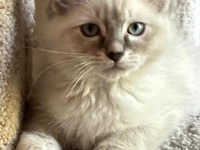 Sam - Ragdoll - Gallery Photo #1