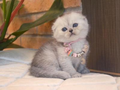 Scottish Fold Silver Chinchilla Dixie - Scottish Fold - Gallery Photo #1