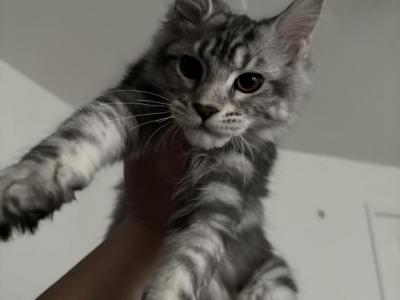 Mainecoons Ready To Go Now - Maine Coon - Gallery Photo #1