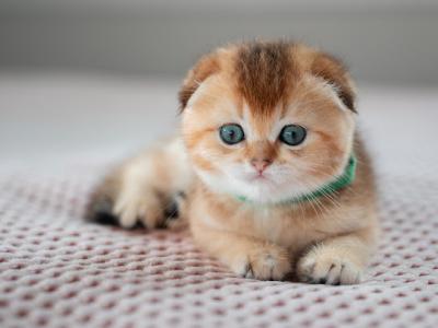 Clover - Scottish Fold - Gallery Photo #1