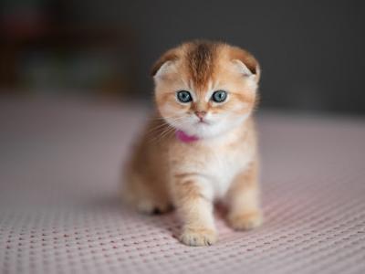 Callie - Scottish Fold - Gallery Photo #1