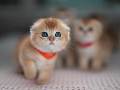 Coco - Scottish Fold - Gallery Photo #1