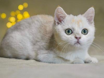 Iris - British Shorthair - Gallery Photo #1